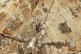 Beautiful, Petrified Wood (Araucaria) Slab - Madagascar #325548-1